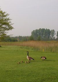 In the morning